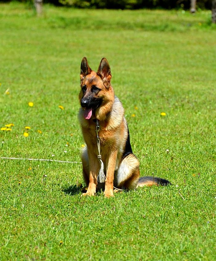 Grundausbildung f&uuml;r Hunde